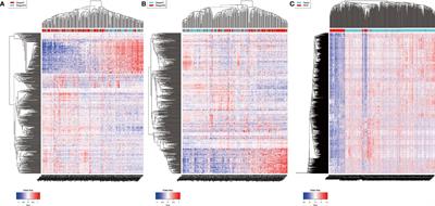 The LINC01929/miR-6875-5p/ADAMTS12 Axis in the ceRNA Network Regulates the Development of Advanced Bladder Cancer